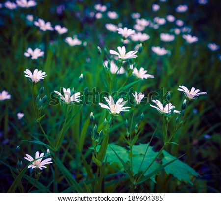 small white flowers growing in forest. nature background