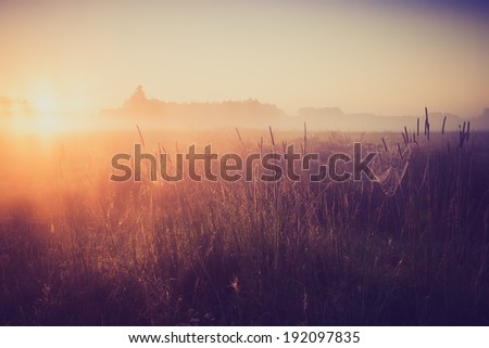 [Obrazek: stock-photo-foggy-morning-on-meadow-sunr...097835.jpg]