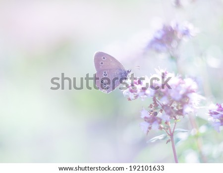 [Obrazek: stock-photo-vintage-photo-of-butterfly-o...101633.jpg]