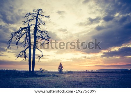 vintage landscape photo with old tree on field