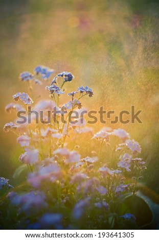 vintage photo of forget me nots flowers in sunset light