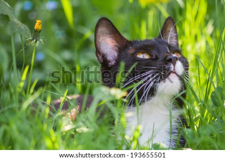 vintage photo of cat in grass. cat portrait