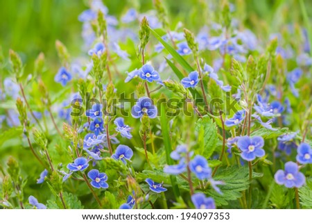 small wild blue flowers
