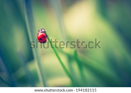 [Obrazek: stock-photo-vintage-photo-of-ladybug-on-...182115.jpg]