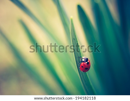 [Obrazek: stock-photo-vintage-photo-of-ladybug-on-...182118.jpg]