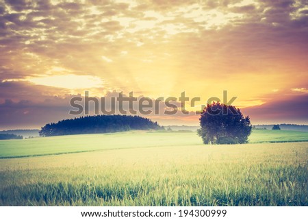 vintage photo of green corn field in sunset light. rural landscape