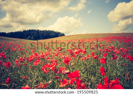 vintage landscape photo of red poppies field