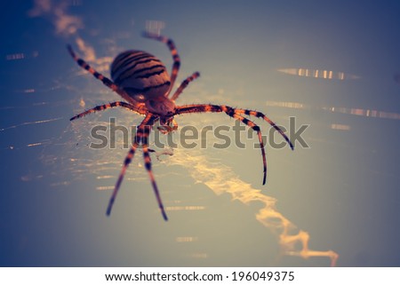 [Obrazek: stock-photo-vintage-photo-of-spider-on-w...049375.jpg]