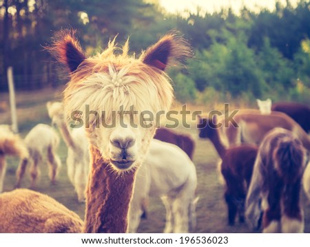 [Obrazek: stock-photo-vintage-photo-of-alpaca-196536023.jpg]