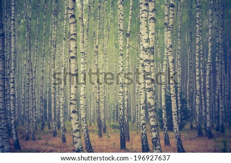vintage photo of birch forest
