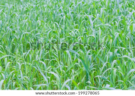 [Obrazek: stock-photo-green-cereal-young-field-199278065.jpg]