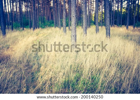 [Obrazek: stock-photo-vintage-photo-of-pine-forest...140250.jpg]