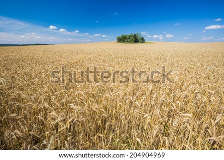 grain field landscape at good weather