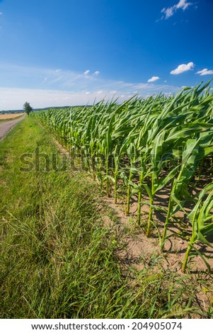 corn field at good weather landscape