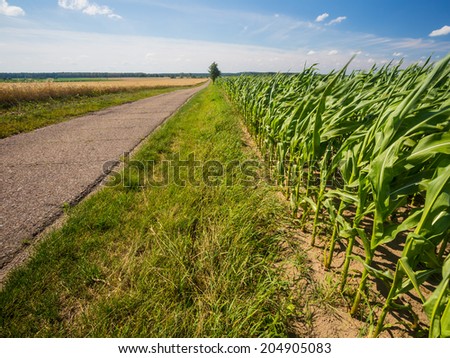 corn field at good weather landscape