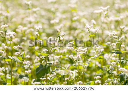 [Obrazek: stock-photo-buckwheat-flowers-206529796.jpg]