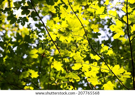 leaves in sunlight background