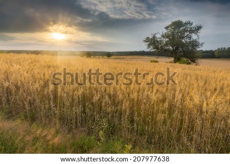 [Obrazek: stock-photo-landscape-of-grain-field-at-...977638.jpg]