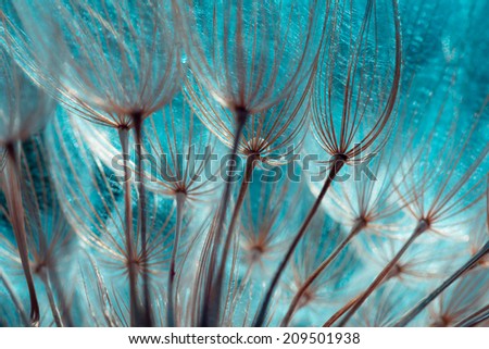 [Obrazek: stock-photo-close-up-of-dandelion-seed-209501938.jpg]