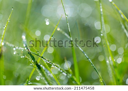 [Obrazek: stock-photo-wet-grass-on-summer-morning-211475458.jpg]