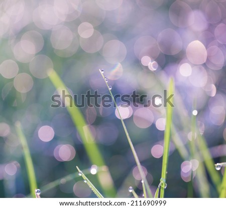 morning grass with dew drops in cold tones