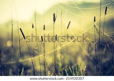 vintage photo of blooming meadow grass