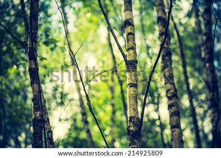vintage photo of birch forest at autumn