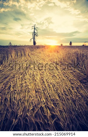 vintage photo of corn field