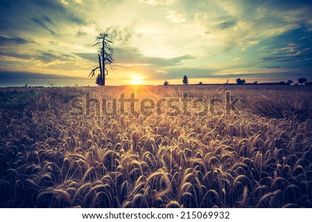 vintage photo of corn field