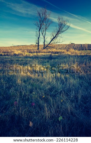 vintage photo of autumnal landscape with withered tree and grass at sunny weather