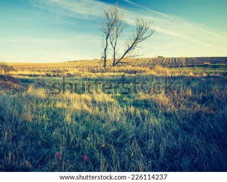 vintage photo of autumnal landscape with withered tree and grass at sunny weather