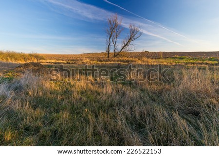 vintage landscape with withered tree