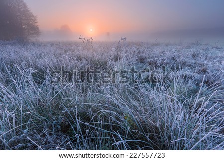 beautiful frosty morning landscape.