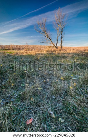 grassy landscape with withered tree