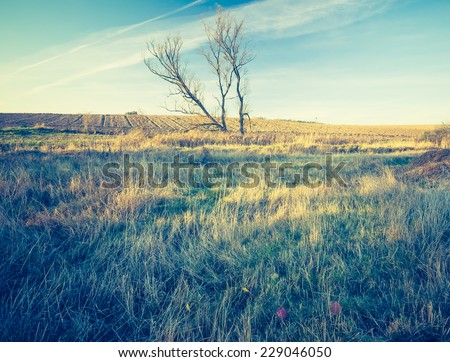 vintage photo of grassy landscape and withered tree
