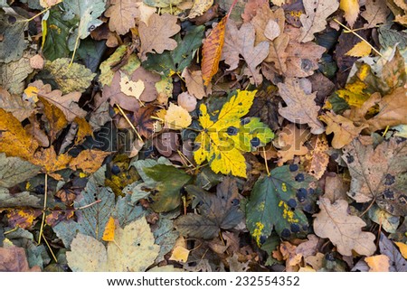 [Obrazek: stock-photo-autumnal-leaves-background-232554352.jpg]