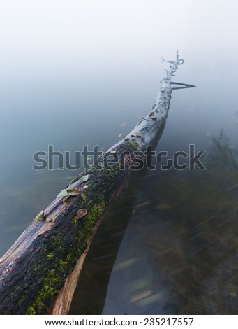 close up of tree trunk in water. long time exposure photo