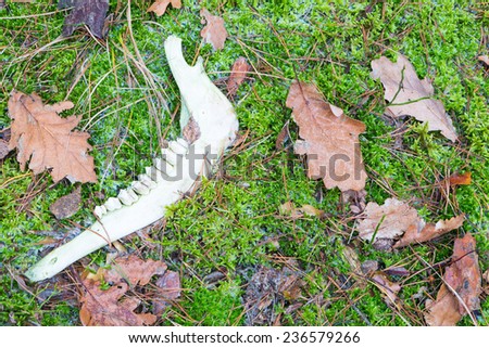 old bone in forest. deer mandible lying on moss