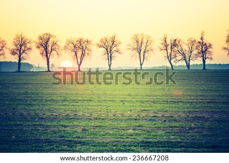 vintage photo of close up sunset over withered trees alley