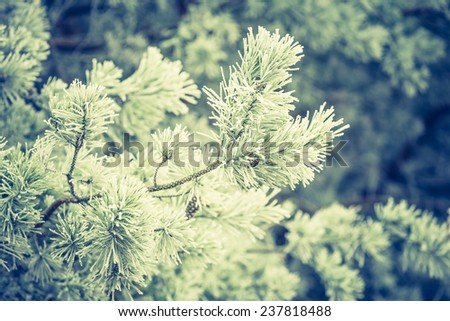 vintage photo of evergreen forest in winter