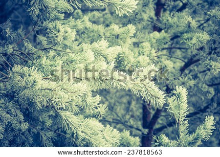 vintage photo of evergreen forest in winter