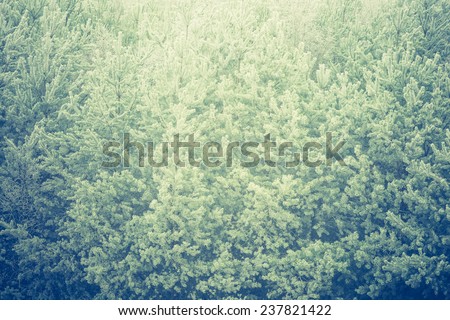 vintage photo of evergreen forest frosted background