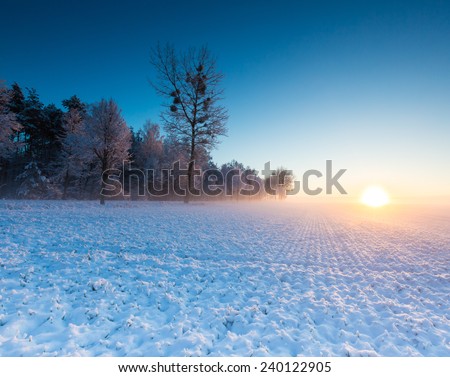 winter landscape of sunrise over field and trees