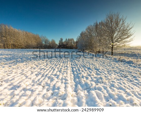 winter field and trees landscape