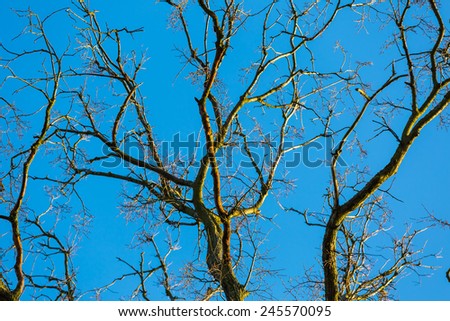 withered tree branches against the blue sky
