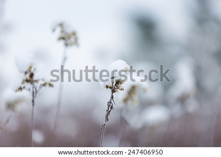 withered plants under snow
