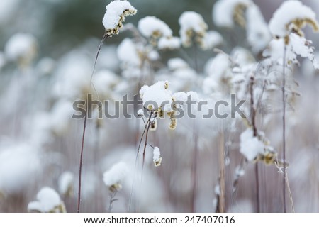 withered plants under snow