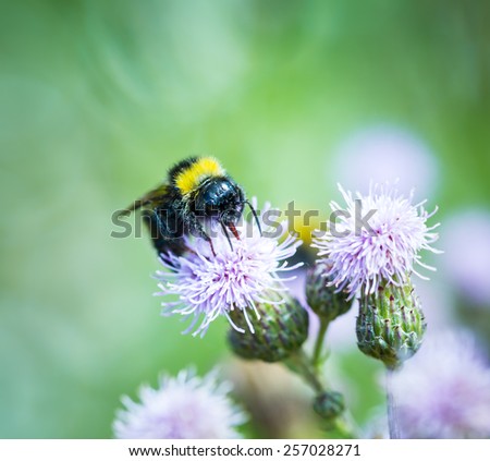 Bumble bee on thistle flower. Beautiful macro