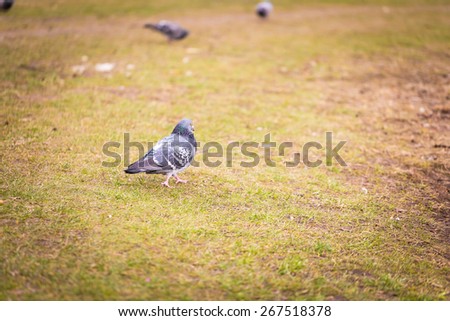 pigeon resting on lawn. bird sitting on ground