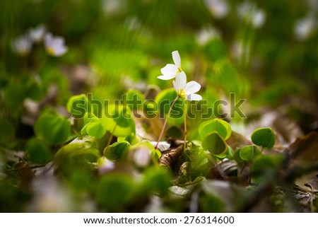 Beautiful small flowers of wood sorrel blooming in early springtime in forests.